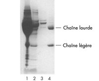 L'IgG monoclonale de souris a été purifiée au moyen d'une colonne à centrifuger PROSEP-A à partir d'ascites. (Ligne 1 : ascites non purifiés. Ligne 2 : flux continu d'ascites. Ligne 3 : flux continu de lavage. Ligne 4 : 5 µg d'anticorps purifié). Avec l'aimable autorisation d'Exalpha Biologicals.
